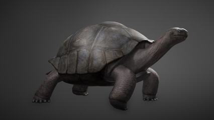 Fototapeta premium Aldabra giant tortoise galapagos turtle walking forward. Isolated on black background. 3D rendering