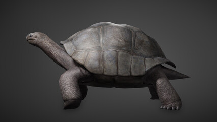 Aldabra giant tortoise galapagos turtle walking forward. Isolated on black background. 3D rendering