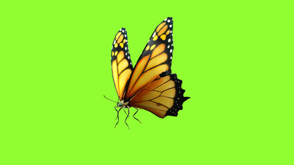 Butterfly flying Close up with green screen chroma key,  3D rendering