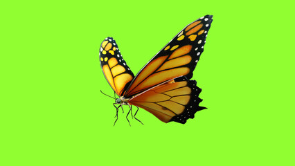 Fototapeta na wymiar Butterfly flying Close up with green screen chroma key, 3D rendering