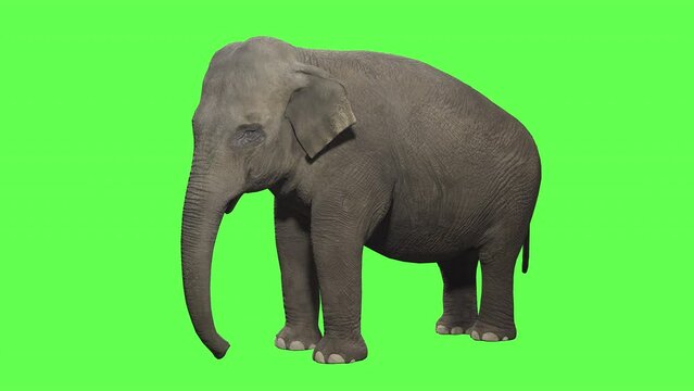 Elephant slowly walking on green screen with chroma key, perfect for digital composition 3d rendering