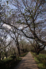 Obraz premium 枯れ木