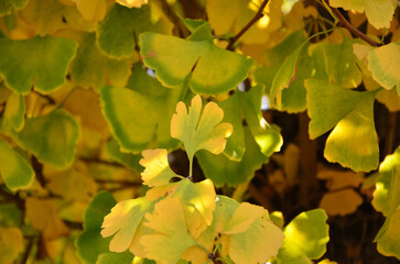 Ginkgo leaves starting to turn yellow