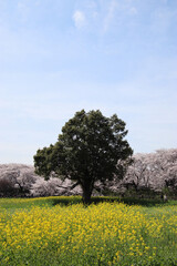 大木とさくら