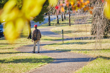 秋の公園の道で散歩しているシニア男性の後ろ姿