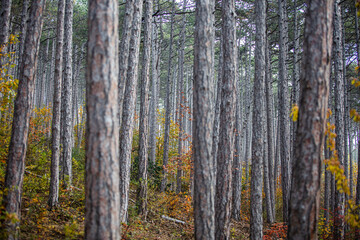 colorful autumn forest 