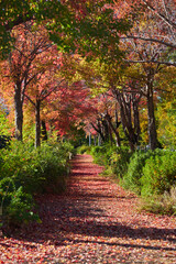 Naklejka premium 秋の朝の公園の風景と黄色いイチョウの葉