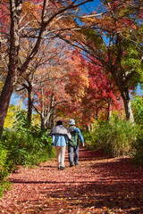 秋の公園の道で散歩しているシニア夫婦の後ろ姿と紅葉の風景