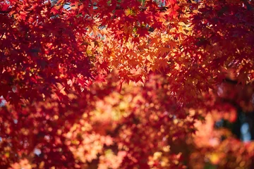 Fototapeten Bordeaux 秋の鮮やかな赤色の紅葉の風景  © zheng qiang