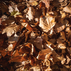 feuille morte sur le sol