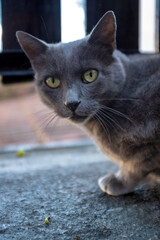 joli chat gris au poil soyeux