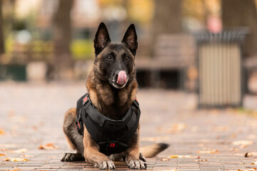 Dog armor. Dog in a bulletproof vest. Belgian Shepherd Malinois portrait outdoor.  Working dog....