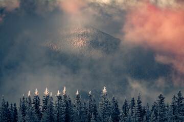 First sunlight glowing top of the fir trees in the mountain forest. Dramatic winter scene of Carpathian mountains, Ukraine, Europe. Beauty of nature concept background..