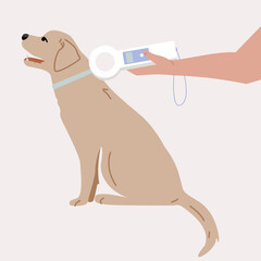 A hand with a device for finding a chip in a dog. Chipping a dog. Veterinarian searching for information about the Labrador .
