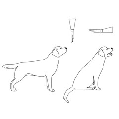 Labrador dog illustration. Set command for dog training. Cynologists. Animal education.