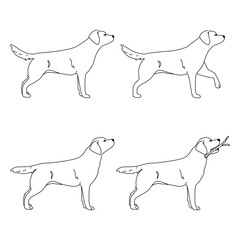 Labrador dog illustration. Set of standing and step poses, walk. The dog is standing. The dog is holding a stick. Various actions. silhouette