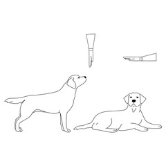 Labrador dog illustration. Set command for dog training. Cynologists. Animal education.