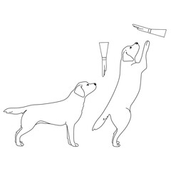 Labrador dog illustration. Set command for dog training. Cynologists. Animal education.