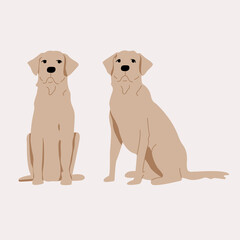 Labrador dog  illustration. Sits. Set full face and profile.