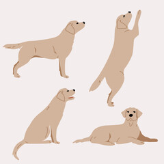 Labrador dog illustration. Set poses standing jumping. Various actions. Full color 