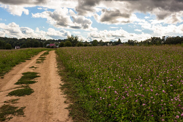 Fototapeta na wymiar Country dirt road running along a field with blooming meadow clover