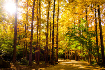 秋のメタセコイア林風景
