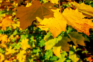 Yellow leaves on a tree. Colorful autumn leaves. Golden leaves in autumn park.
