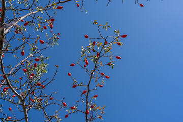 Rosehip berries on a bush in the autumn forest. Red medicinal fruits of briar.