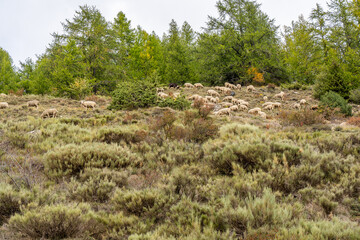 Flock of sheep graze on the a pasture in the highlands, in the fall, against the rock and trees...