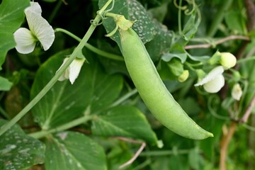 Closeup of green Sugar snap pea growing in garden.