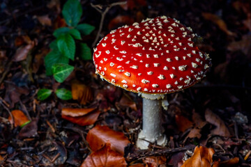 Fly agaric or fly amanita, autumn forest background. Toxic and hallucinogen mushroom. Macro close up.
