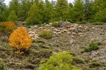 Flock of sheep graze on the a pasture in the highlands, in the fall, against the rock and trees background. French sheeps