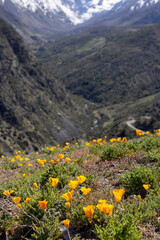 Yellow flowers (California poppies) at the Mirador Tres Valles  - Santuario de la Naturaleza Yerba Loca - Traveling Chile