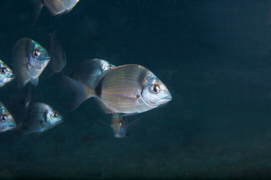 Undersea view of common two-banded sea breams (Diplodus vulgaris)