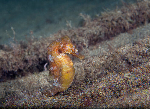 Undersea view of short-snouted seahorse (Hippocampus hippocampus)