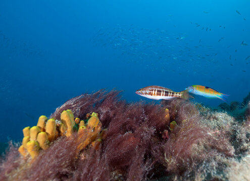 Undersea view of blacktail combers (Serranus atricauda)