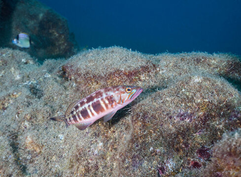 Undersea view of blacktail comber (Serranus atricauda)