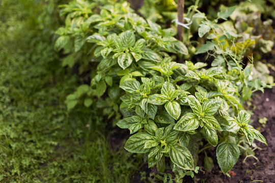 Green basil growing in garden