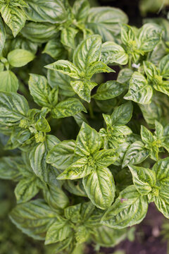 Green leaves of cultivated basil