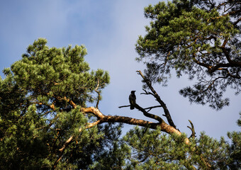 wild birds on an autumn sunny day in a beautiful park in Arkhangelsk