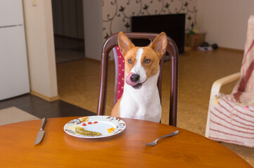 Cute basenji dog is liking itself while sitting on master chair imagine  that steal  leftovers on...