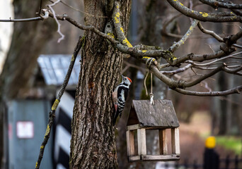 wild birds on an autumn sunny day in a beautiful park in Arkhangelsk