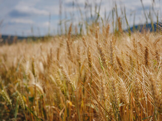 Gold wheat field and green hill. Roggenburg, Switzerland. Beauty world.
