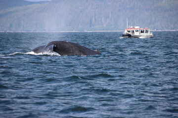 Fototapeta premium Humpback Whale (Megaptera novaeangliae) diving in Auke Bay near Juneau, Alaska, USA.