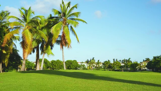 Bright coconut trees and blue sky background. Grassy lawn in a tropical park. Summer sunny evening on the golf course. Green background of meadow grass. Camera without movement.