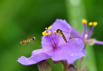 ムラサキツユクサとヒラタアブ