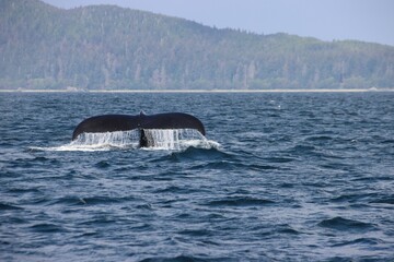 Humpback Whale (Megaptera novaeangliae) diving in Auke Bay near Juneau, Alaska, USA.