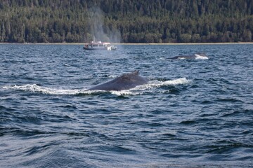 Naklejka premium Humpback Whales (Megaptera novaeangliae) in Auke Bay near Juneau, Alaska, USA.