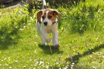 beagle puppy