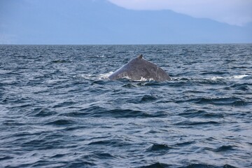 Fototapeta premium Humpback Whale (Megaptera novaeangliae), Auke Bay, Juneau, Alaska, USA.